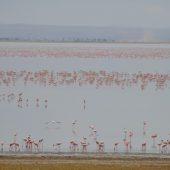  Lake Manyara, TZ